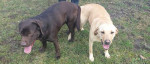 Predam čistokrvné šteniatka labradora – fotka 2