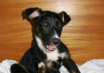 Adopcia psíka – fotka 2