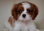 Cavalier King Charles Spaniel – fotka 2