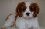 Cavalier King Charles Spaniel – fotka 3