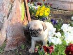 Mám k dispozici dvě KC krásné Pug děti – fotka 2