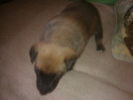 Belgický ovčiak Malinois – fotka 2
