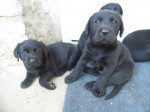Steniatka labradora – fotka 2