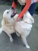Zlatý retriever – fotka 2