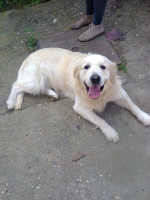 Zlatý retriever – fotka 4