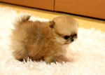Pomeranian šteňatá pre 160 € každý. – fotka 4