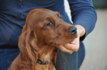 4 mesační írsky setry ASTAR a ADDY – fotka 2