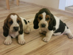 Predám basset tricolor – fotka 2