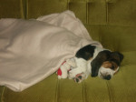 Predám basset tricolor – fotka 3