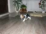 Predám basset tricolor – fotka 4