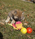 Shiba Inu šteňatá s papiermi. – fotka 2