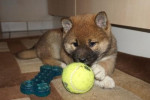 Shiba Inu šteňatá s papiermi. – fotka 3