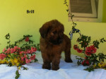 Šteňatá Briard plavý – fotka 2