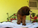 Šteňatá Briard plavý – fotka 3
