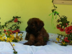 Šteňatá Briard plavý – fotka 4