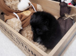 Pomeranian štěňata pro 200 € každý. – fotka 4