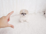   Pomeranian šteňa pre nový domov. – fotka 2