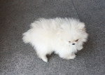  Vysoko kvalitné Pomeranian šteňa na predaj – fotka 2