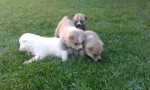 šteniatka Akita - Inu – fotka 2