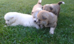 šteniatka Akita - Inu – fotka 3