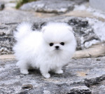 Dvě Pomeranian štěňata pro 200 € každý. – fotka 2