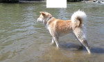 Akita inu na krytie – fotka 2