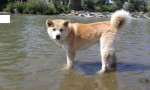 Akita inu na krytie – fotka 3