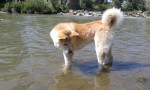 Akita inu na krytie – fotka 4