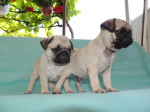 Mops – fotka 2