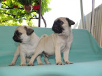 Mops – fotka 4