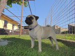Mops FCI – fotka 2