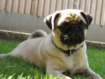 Mops FCI – fotka 3