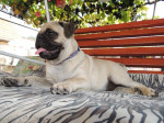 Mops FCI – fotka 4