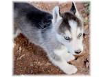 Krasna Sibírsky husky vlčí šteňatá – fotka 2