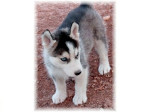Krasna Sibírsky husky vlčí šteňatá – fotka 3