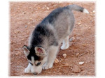 Krasna Sibírsky husky vlčí šteňatá – fotka 4