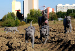 Thajský ridgeback modrý – fotka 2