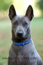 Thajský ridgeback modrý – fotka 3