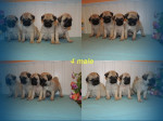 MOPS – fotka 2