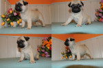 MOPS – fotka 4