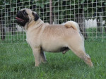 Mops krytie – fotka 2