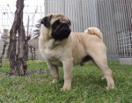 Mops krytie – fotka 3