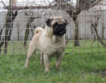 Mops krytie – fotka 4