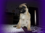 Mops – fotka 2