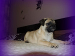 Mops – fotka 3