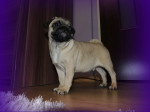 Mops – fotka 4