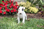 Ockované Mini Bull Teriér štenata – fotka 3