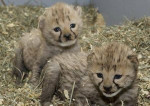 Gepard mláďatá, tiger Cubs, lví mláďatá na predaj – fotka 2