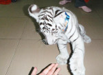 Gepard mláďatá, tiger Cubs, lví mláďatá na predaj – fotka 3