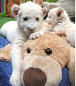 Gepard mláďatá, tiger Cubs, lví mláďatá na predaj – fotka 4